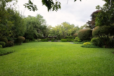 Green garden with lawn